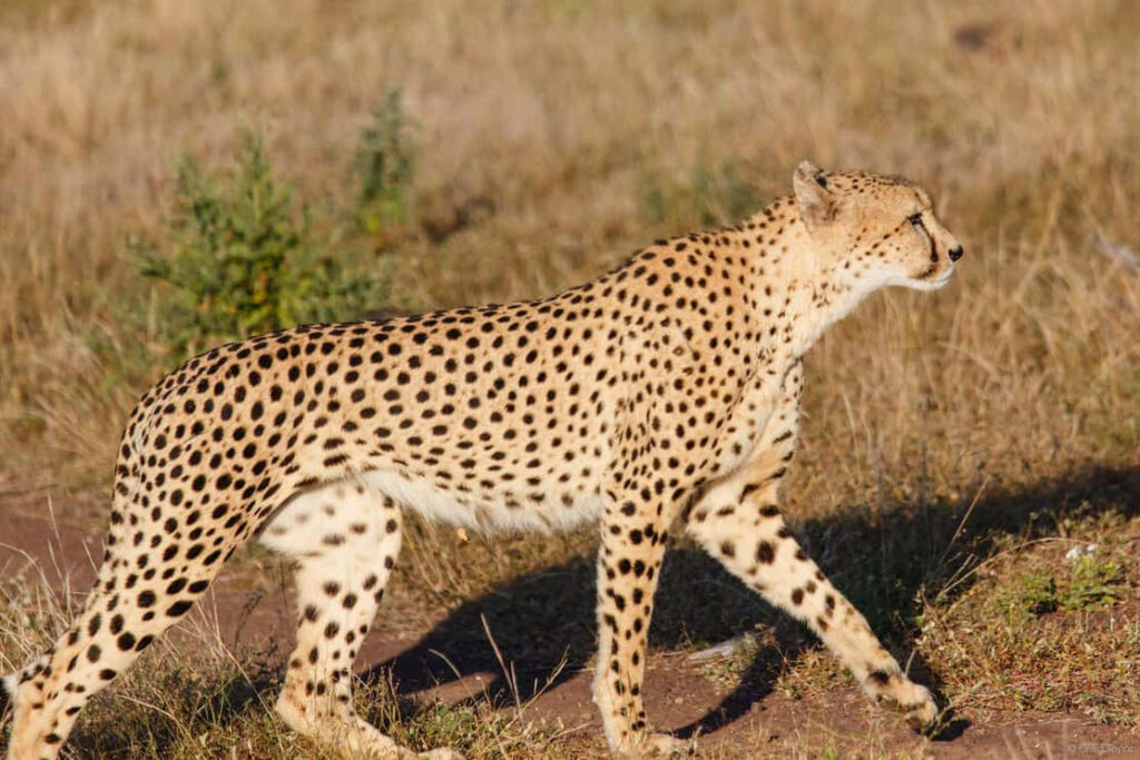 Majestic Cheetah Walking in Savannah - Stunning Wildlife Wallpaper
