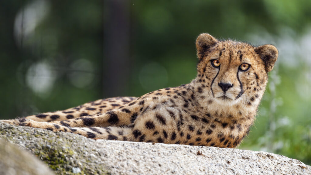 Majestic Cheetah Wallpaper: Sleek Predator on Stone Background