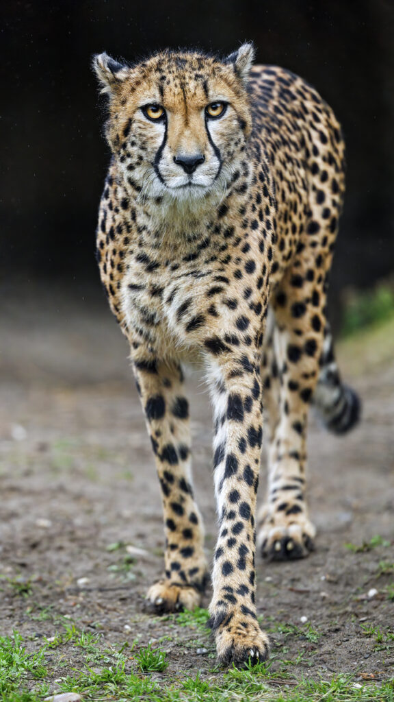 Majestic Cheetah Wallpaper: Sleek Spotted Coat & Intense Gaze