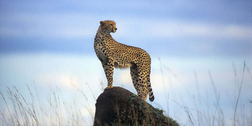 Majestic Cheetah on Cliff: Stunning Safari Landscape Wallpaper