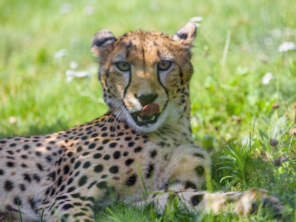 Vibrant Cheetah Wallpaper: Swift Predator in Lush Greenery