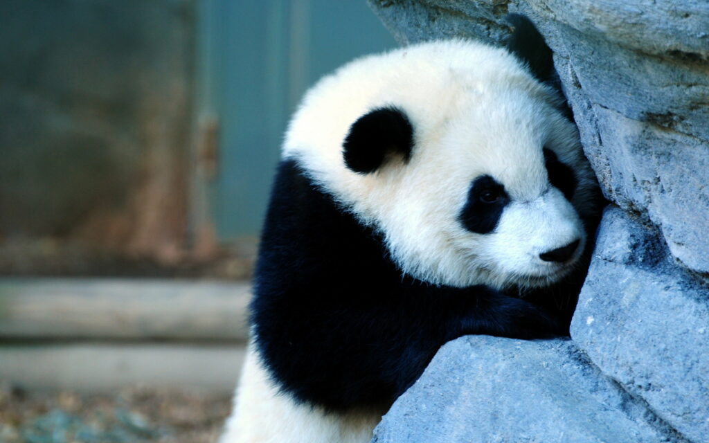 Stunning QHD Wallpaper: A Captivating Snapshot of China's Panda Stone-graphy