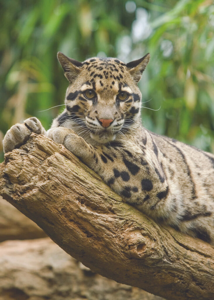 Majestic clouded leopard resting on tree branch with spotted coat blending in lush greenery background Wallpaper