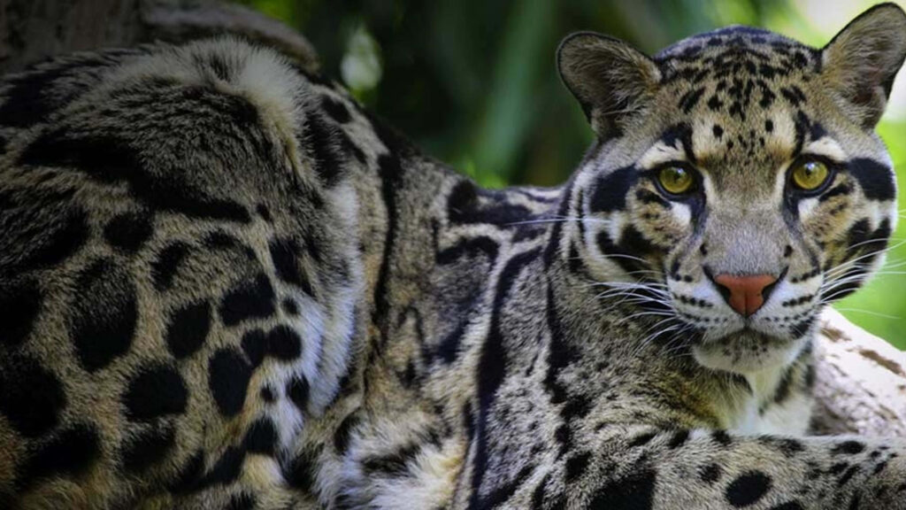 Clouded leopard resting on tree branch with golden eyes and striking cloud-like fur patterns Wallpaper