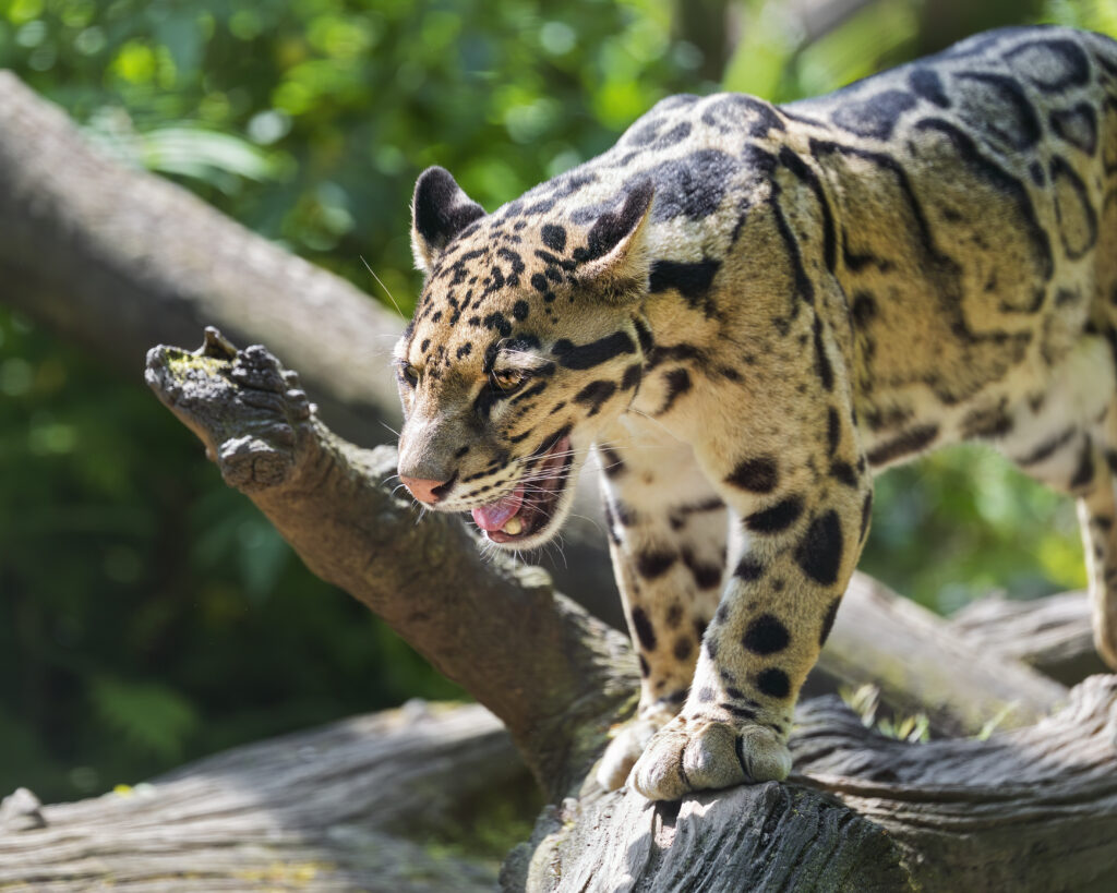 Majestic Clouded Leopard: Graceful Big Cat in Lush Greenery Wallpaper