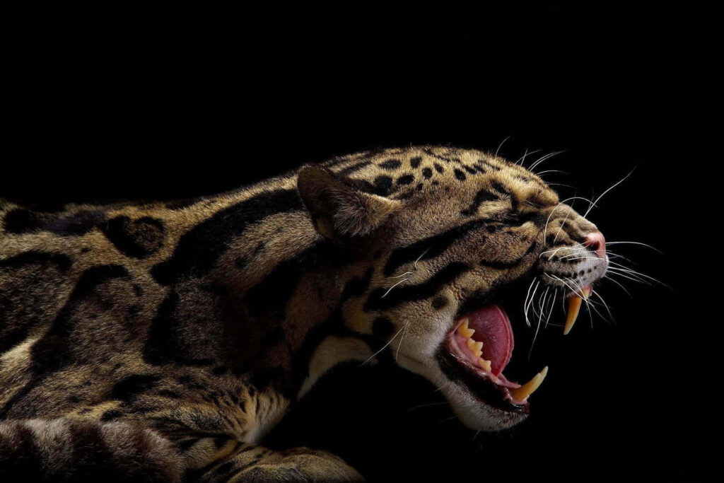 Clouded leopard mid-yawn showing sharp fangs and patterned fur on black background wildlife wallpaper