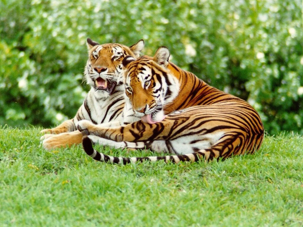 Harmonious Harmony: Majestic Indochinese Tigers Resting on Lush Green Pasture - 8k UHD Tiger Wallpaper