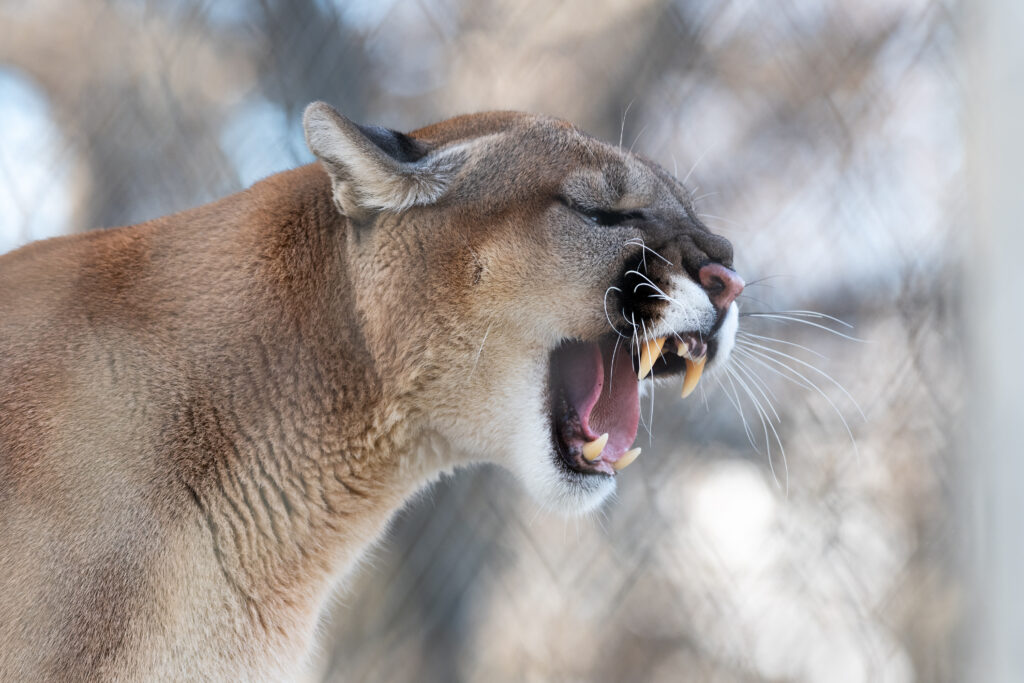Majestic Cougar Wallpaper: Fierce Roar & Powerful Predator Details
