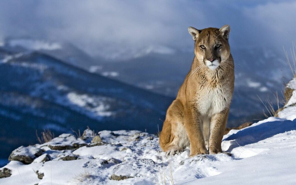 Majestic Cougar on Snow-Covered Mountain: Alpine Beauty Unveiled Wallpaper
