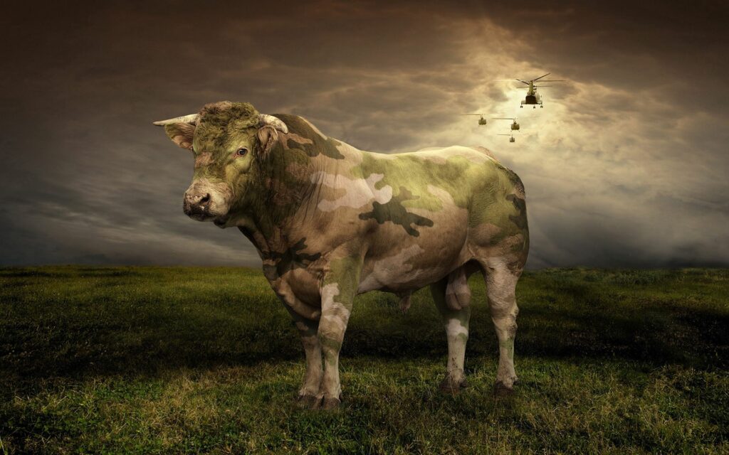 Majestic Cow in Lush Green Field - Dramatic Pastoral Wallpaper