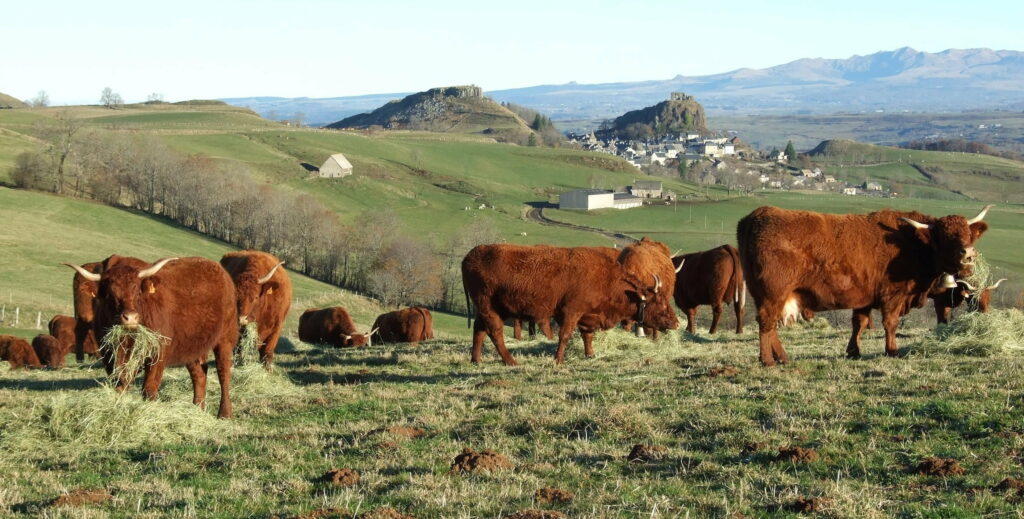 Majestic Grazers in Serene Pastoral Splendor: HD Nature Wallpaper featuring Cows Amidst Lush Greenery