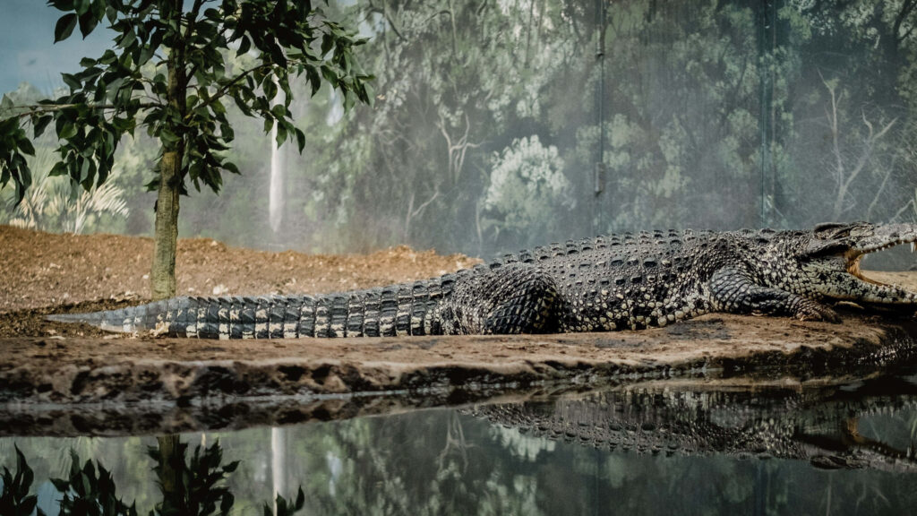 Majestic Crocodile by Water's Edge in Lush Forest Landscape Wallpaper