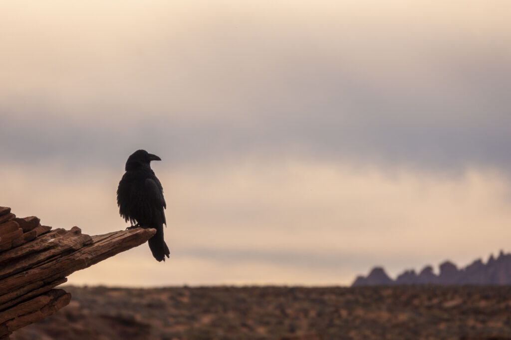 Majestic Crow on Rugged Log Amid a Blurred Landscape Background Wallpaper