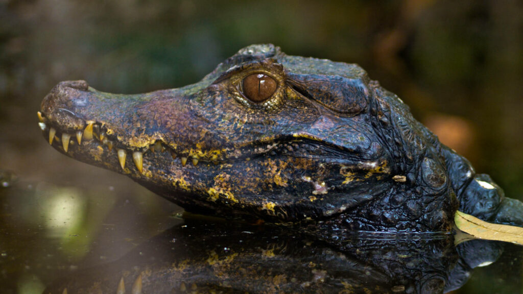 Cuvier's Dwarf Caiman Wallpapers: Majestic Lurking in Dark Waters
