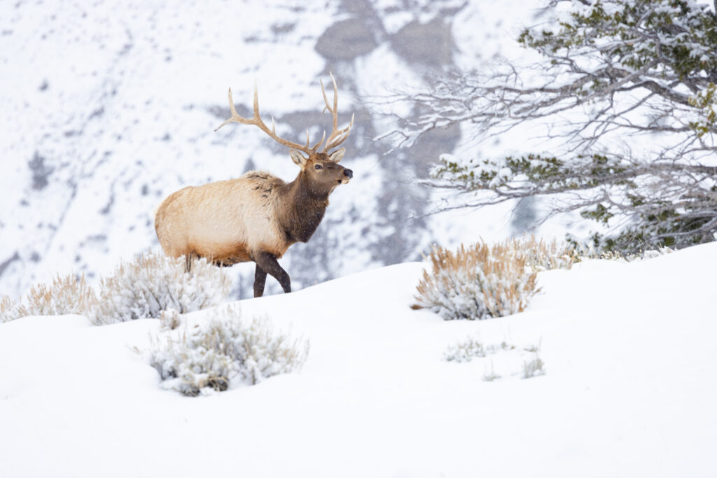 Majestic Deer in Serene Winter Landscape Wallpaper - Nature's Beauty