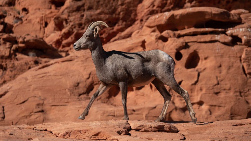 Desert Bighorn Sheep on red sandstone rocks in bright sunlight high resolution wildlife wallpaper