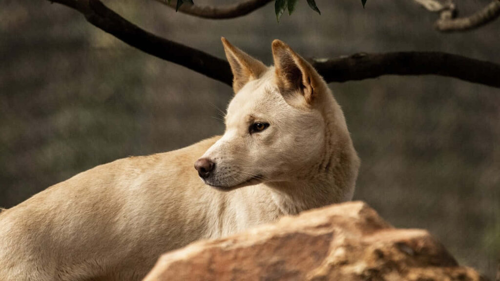 Dingo Alert in Nature: Majestic Wallpaper of a Wild Canine