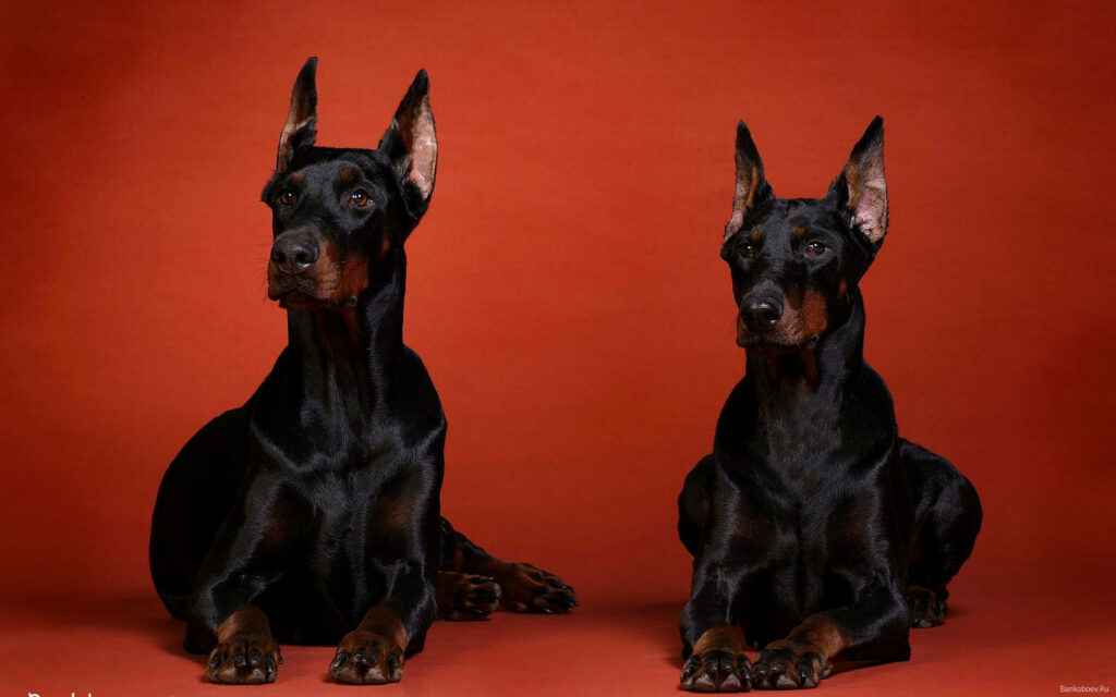 Two majestic Dobermann dogs lying side by side on bold red background with sleek black coats Wallpaper