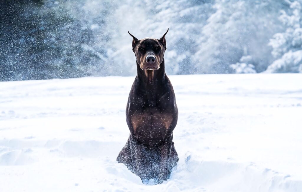 Dobermann dog alert in snowy landscape with sleek dark coat sharp high resolution wallpaper