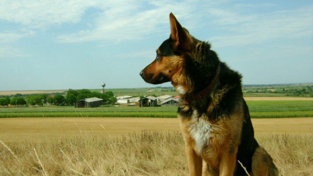 Calm Majestic Dog in Serenity: Rural Landscape with Blue Sky Wallpaper