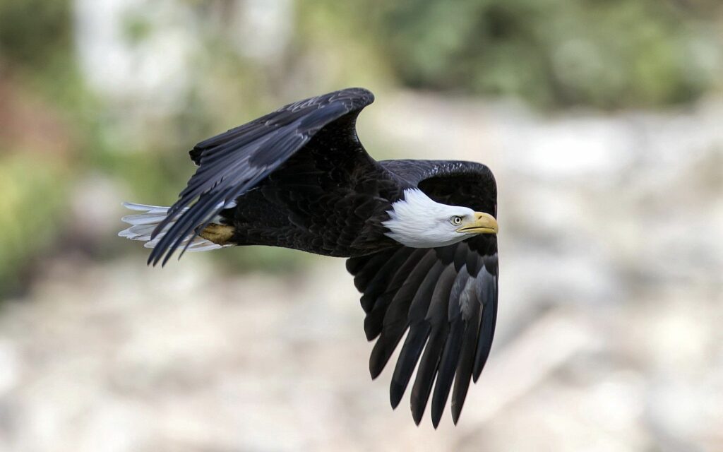 Majestic Eagle in Flight Wallpaper - 1920x1200 Stunning Background