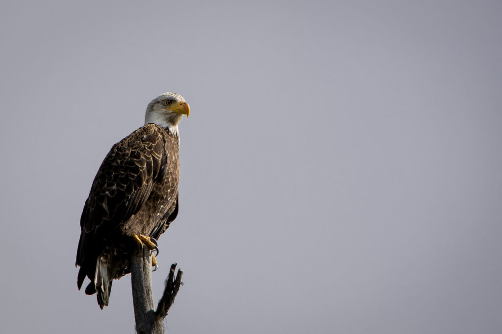 Majestic Eagle on Branch - Serene High-Resolution Wallpaper