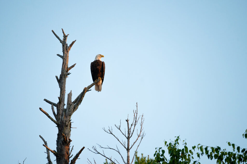 Majestic Eagle on Bare Tree Against Serene Blue Sky - Nature’s Beauty Wallpaper
