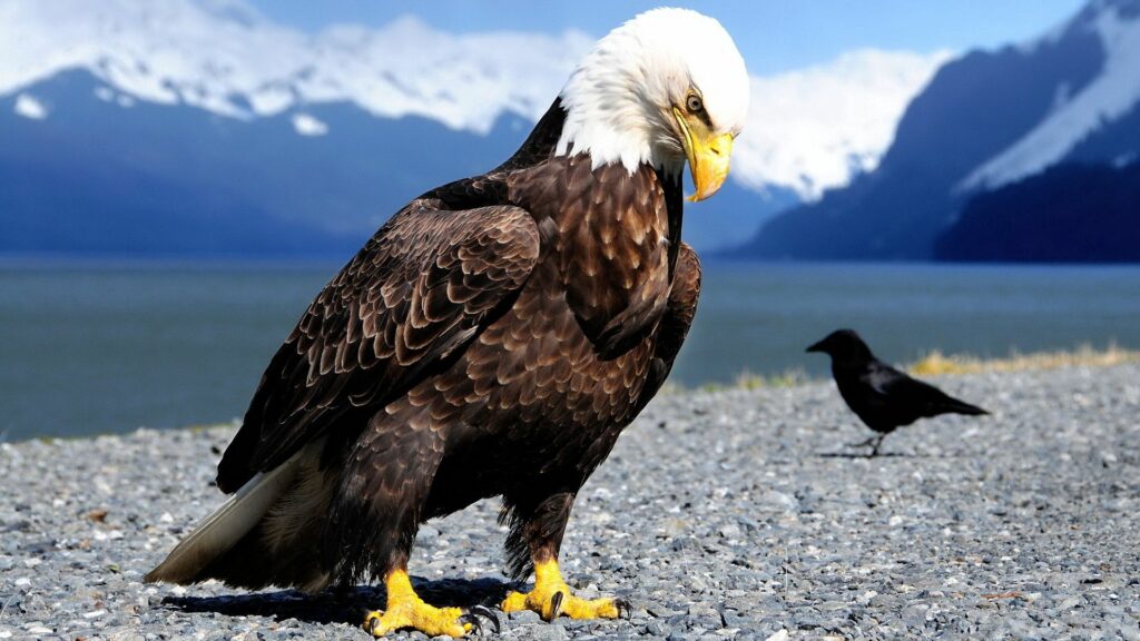 Majestic Eagle and Raven on Pebbled Beach - 1920x1080 Wallpaper