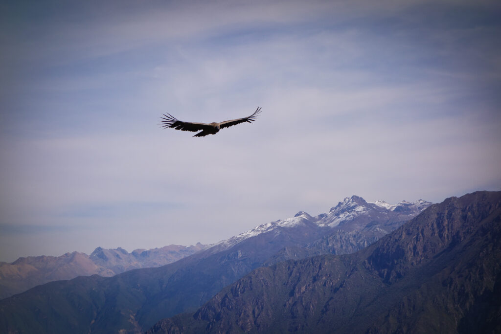 Majestic Eagle Soars Over Rugged Peaks Against Serene Sky Wallpaper