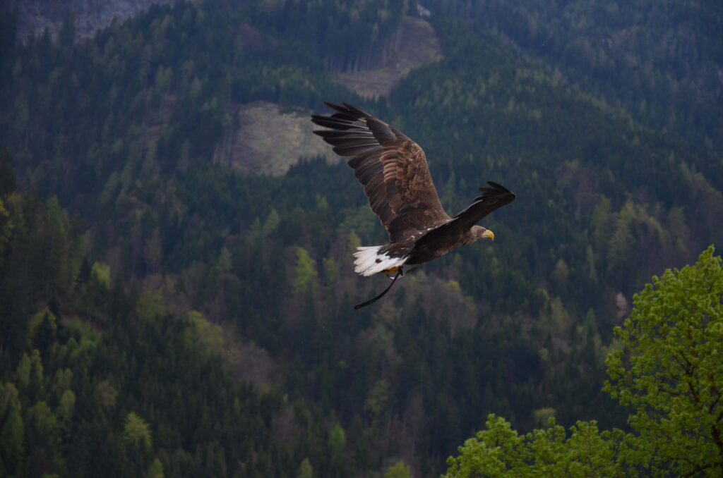 Majestic Eagle Soaring Over Lush Green Forest Wallpaper Background