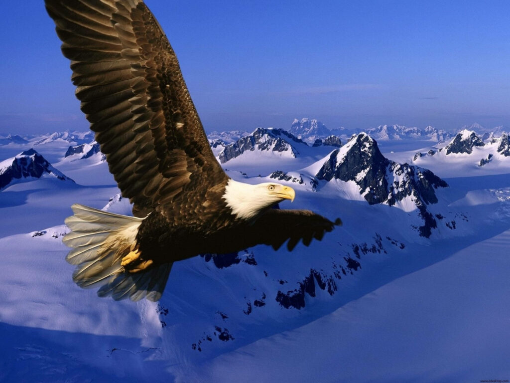 Majestic Eagle Soars Over Snow-Capped Mountains: Freedom & Strength Wallpaper