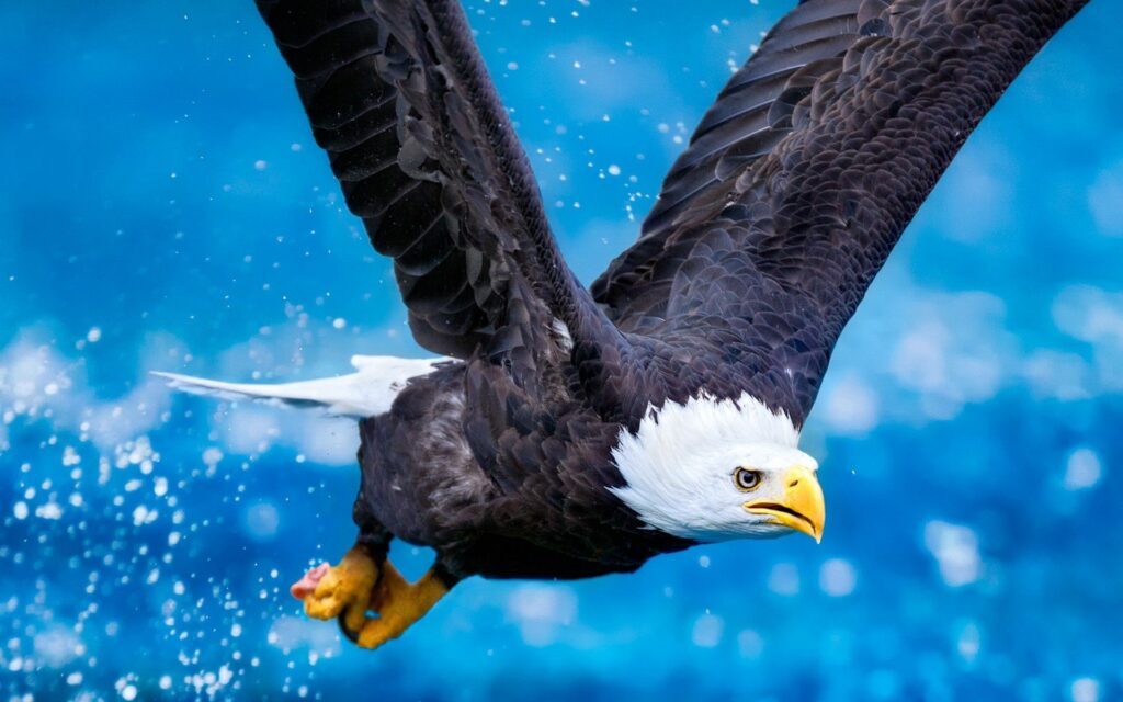 Majestic Eagle Soaring in Vibrant Sky: Dynamic Wallpaper