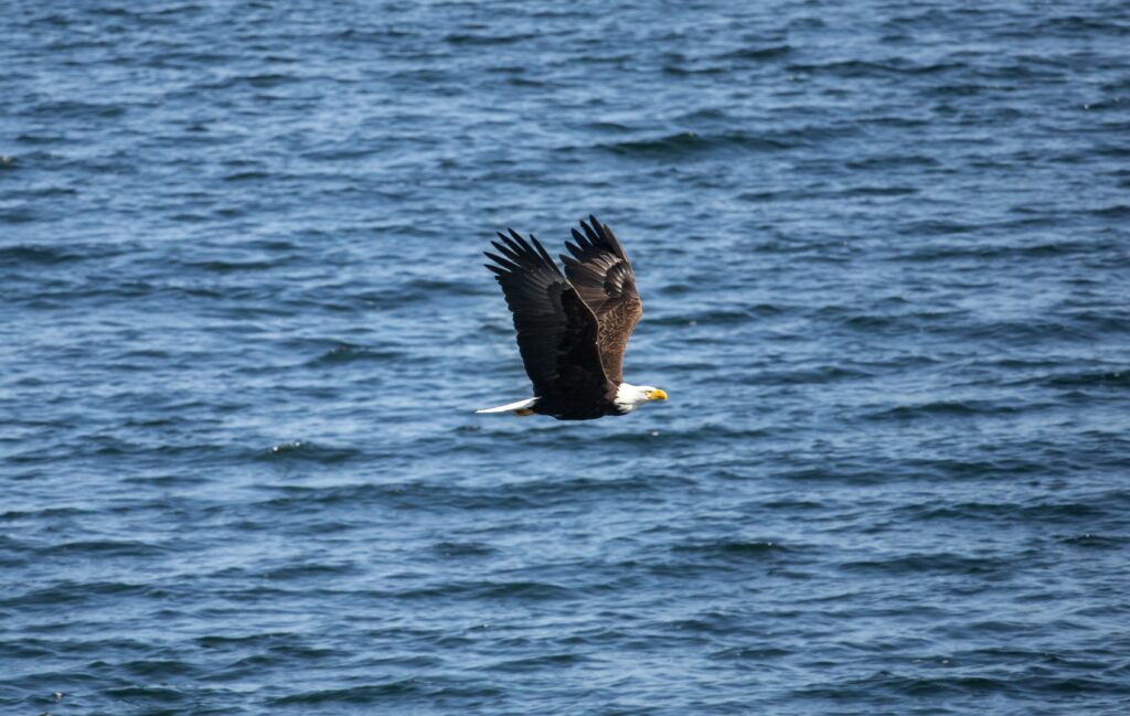 Majestic Eagle Gliding Over Serene Blue Waters in Stunning Flight Wallpaper