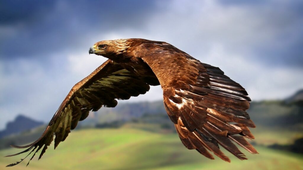 Majestic Eagle Soaring in Sky: Nature's Power and Freedom Unleashed Wallpaper