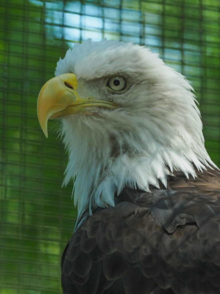 Majestic Eagle Wallpaper: Captivating Predator in Stunning Detail