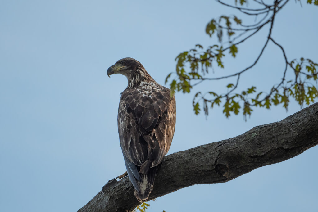 Majestic Eagle Wallpaper: Stunning 5568x3712 Nature Background