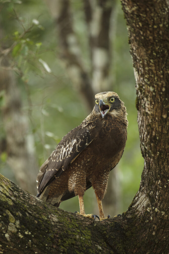 Majestic Eagle Perched on Branch: Strength Amidst Blurred Forest Wallpaper
