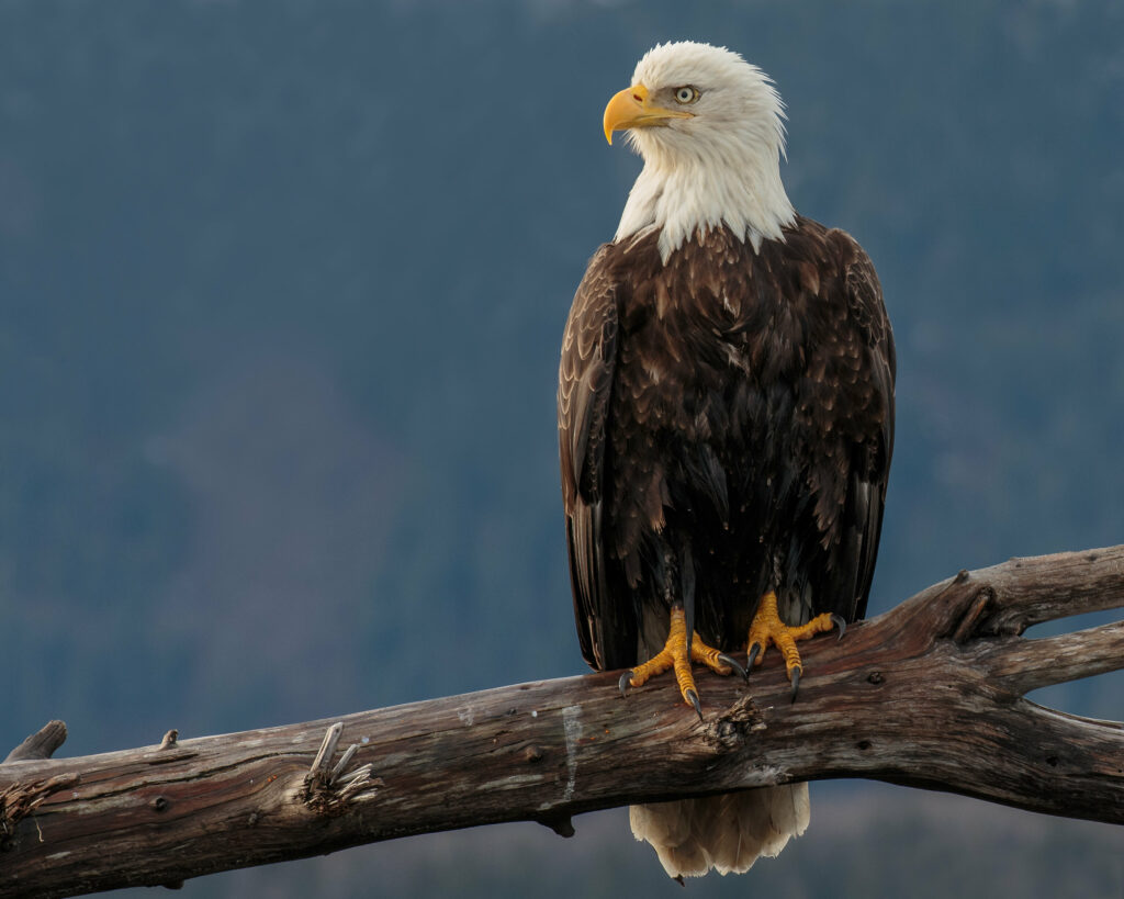 Majestic Eagle on Weathered Branch - Regal Wildlife Wallpaper