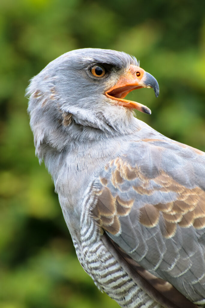 Majestic Eagle Wallpaper: Stunning Nature Background in High-Res