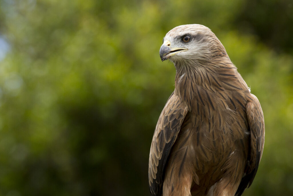 Majestic Eagle Wallpaper: Powerful Beak & Intricate Feathers
