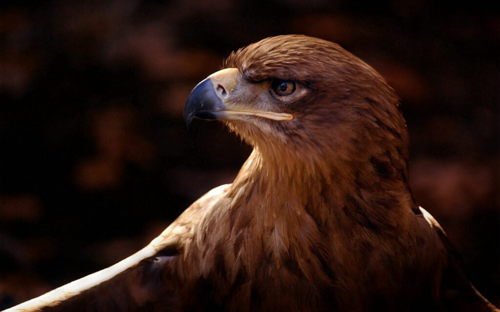 Majestic Eagle Wallpaper: Regal Presence with Brown Plumage