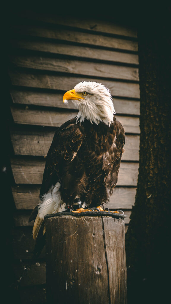 Majestic Eagle on Tree Stump - Nature Wallpaper Background