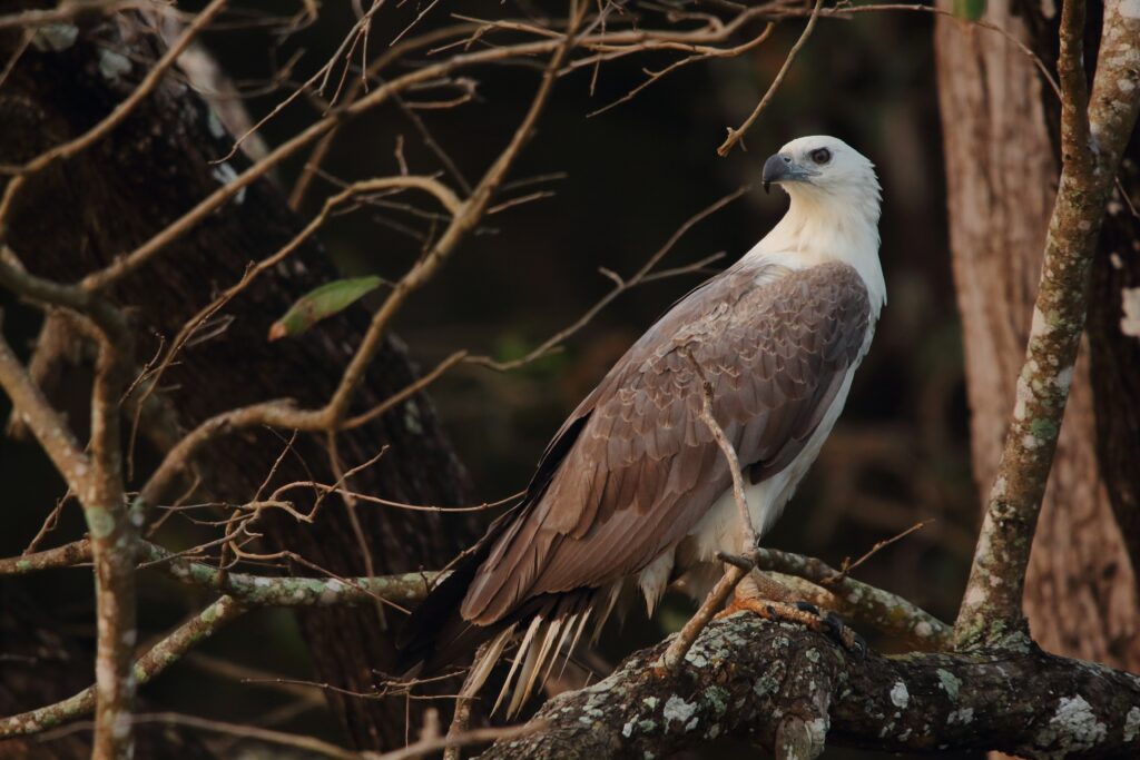 Majestic Eagle Wallpaper: Predator in Woodland Setting