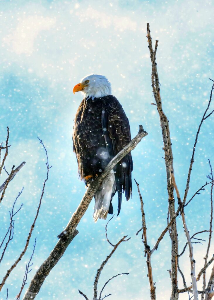Majestic Eagle Wallpaper: Serene Winter Scene with Snowy Landscape