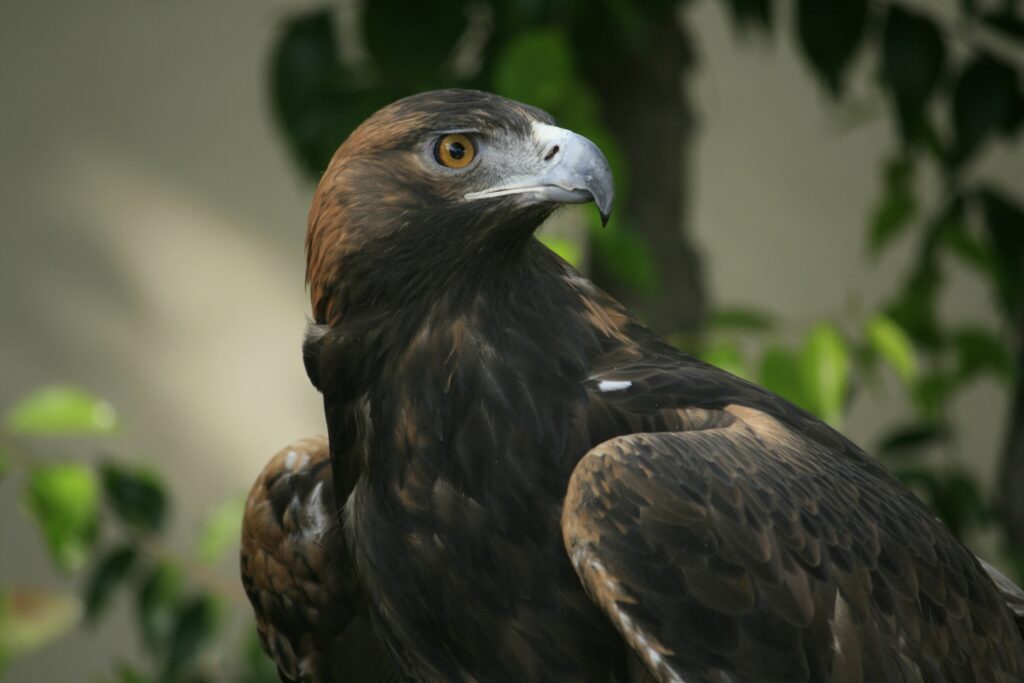 Majestic Eagle Wallpaper: Powerful Predator in Natural Backdrop