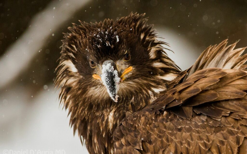 Majestic Disheveled Eagle Against Snowy Winter Background Wallpaper