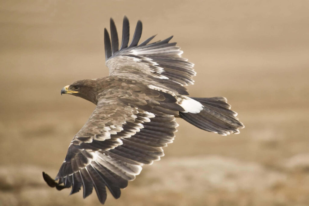 Majestic Eagle Soaring: Serene Wallpaper Background of Freedom