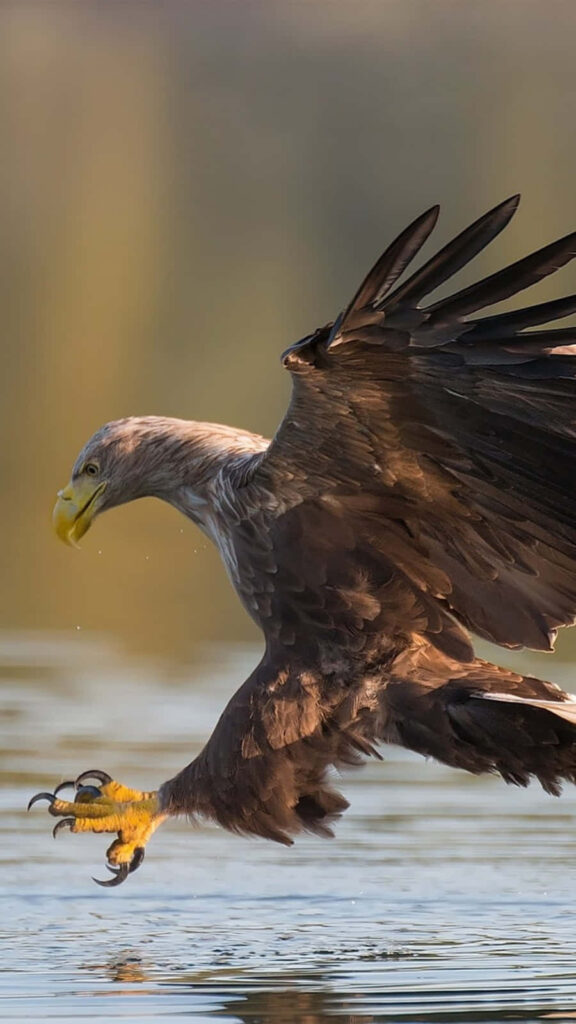 Majestic Eagle in Action: Stunning iPhone Wallpaper Background