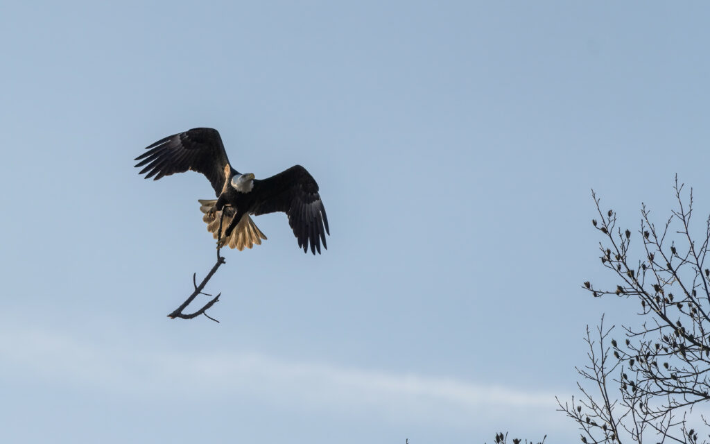 Majestic Eagle in Flight Wallpaper - Freedom & Strength Background