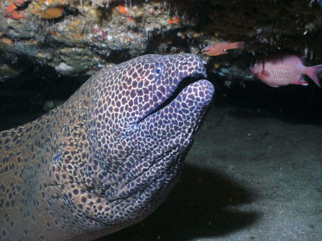 Close-up of majestic eel with textured skin in blue underwater habitat featuring sea life background Wallpaper